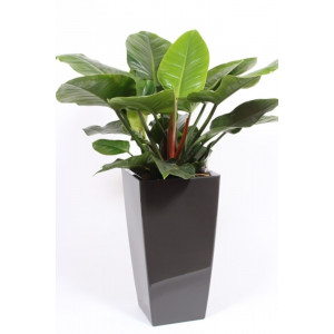 Filodendras 'Imperial Green' dekoratyviniame vazone antracito spalvos