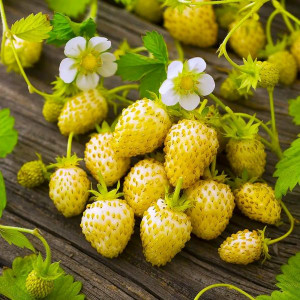 Žemuogių Yellow wonder daigas vazonėlyje