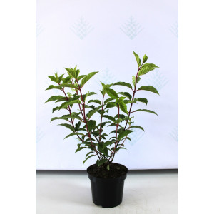 Hortenzija Šluotelinė ‘Vanille Fraise’