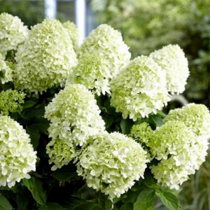 Hortenzija Šluotelinė ‘Skyfall’