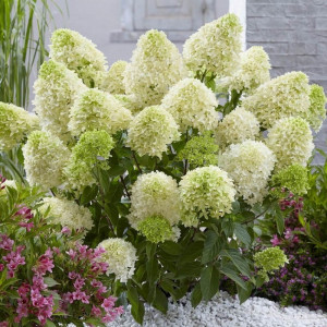 Hortenzija Šluotelinė ‘Skyfall’