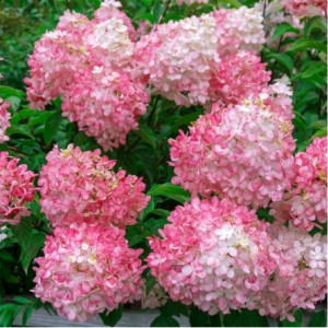 Hortenzija Šluotelinė ‘Pink Lady’