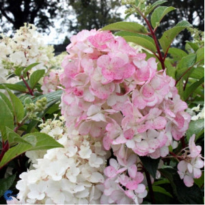 Hortenzija Šluotelinė ‘Pink Lady’