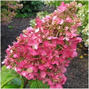 Hortenzija Šluotelinė ‘Pink Diamond’