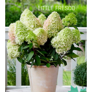 Hortenzija Šluotelinė ‘Little Fresco’