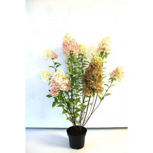 Hortenzija Šluotelinė ‘Grandiflora’