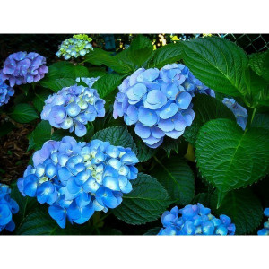 Hortenzija didžialapė ‘Nikko Blue’