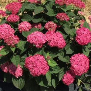 Hortenzija Šviesioji ‘Candybelle Sorbet’