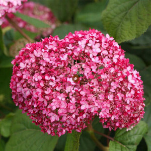 Hortenzija Šviesioji ‘Candybelle Sorbet’