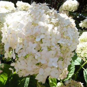 Hortenzija Šviesioji ‘Candybelle Marshmallow’
