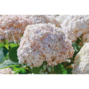Hortenzija Šviesioji ‘Candybelle Marshmallow’