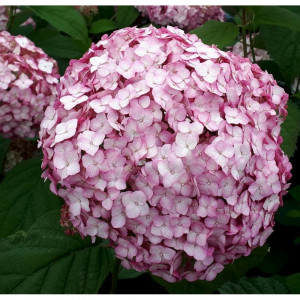 Hortenzija Šviesioji ‘Bubblegum’