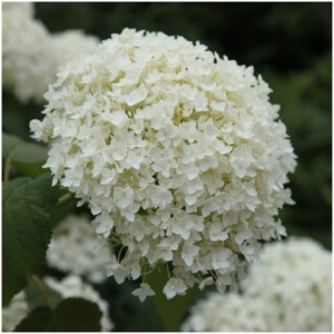Hortenzija Šviesioji ‘Annabelle’