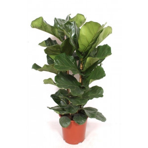 Lyralapis fikusas 100cm 2 kamienai