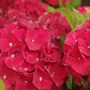 Hortenzija Didžialapė ‘Red Baron’