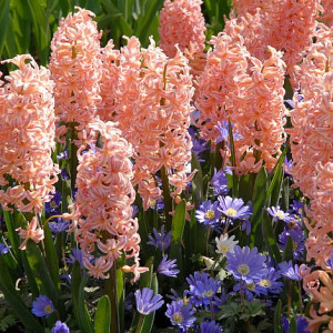 Hiacintas (lot. Hyacinthus oientalis ) Gipsy Queen, 5 vnt 2026 RUDUO
