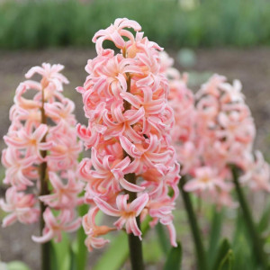 Hiacintas (lot. Hyacinthus oientalis ) Gipsy Queen, 5 vnt 2026 RUDUO