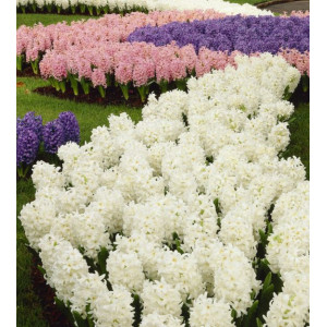 Hiacintas (lot. Hyacinthus oientalis ) White Pearl, 5 vnt 2026 RUDUO