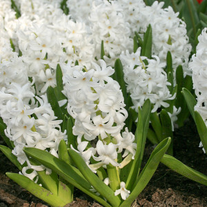 Hiacintas (lot. Hyacinthus oientalis ) White Pearl, 50 vnt 2026 RUDUO