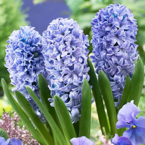 Hiacintas (lot. Hyacinthus oientalis ) Delf Blue ,50 vnt  2026 RUDUO