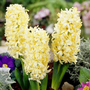 Hiacintas (lot. Hyacinthus oientalis ) Gipsy Princess , 5 vnt  2026 RUDUO