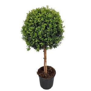 Paprastoji mirta medelio formos, 90cm