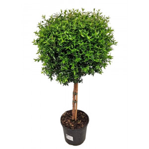 Paprastoji mirta medelio formos, 65cm