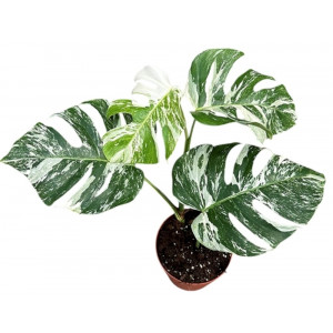 Monstera nuostabioji variegata, 50cm