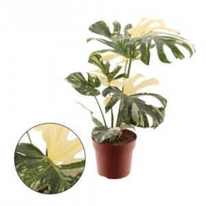 Monstera nuostabioji Thai Constelation, 70cm