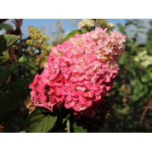Hortenzija Šluotelinė ‘Sundae Fraise’