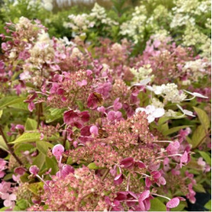 Hortenzija Šluotelinė ‘Early Sensation’