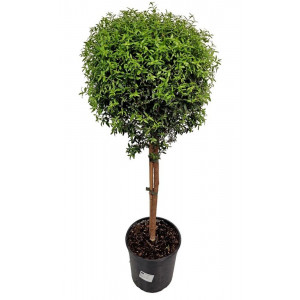 Paprastoji mirta medelio formos, 80cm