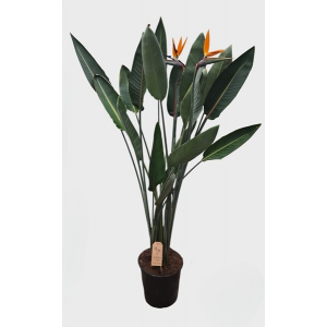 Puošnioji strelicija Reginae 145cm