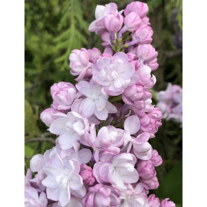 Alyva paprastoji 'Rustica'