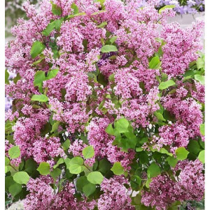 Alyva mejerio ‘Flowerfesta Pink’
