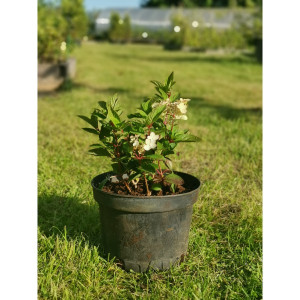 Šluotelinė hortenzija ‘Polestar’