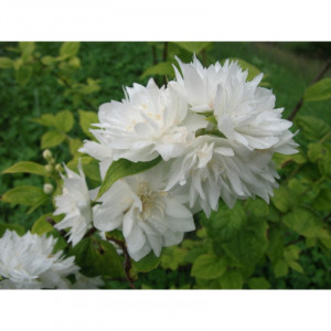 Jazminas hibridinis filadelfinis ‘Minnesota Snowflake’