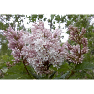 Alyva smulkialapė ‘ROSEA'