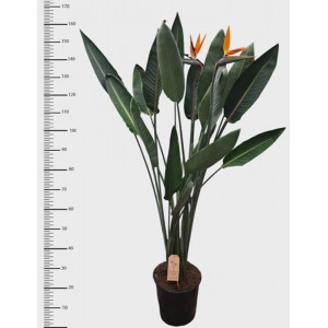 Puošnioji strelicija Reginae 160cm