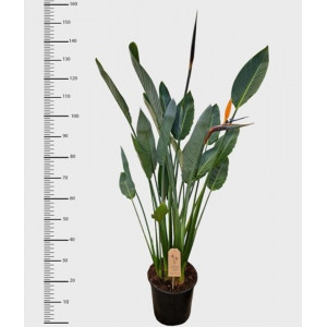 Puošnioji strelicija Reginae 130cm