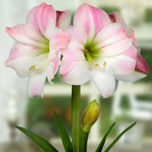 Amarilis 'Apple blossom' (meilenis) 2026 ruduo