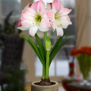 Amarilis 'Apple blossom' (meilenis) 2026 ruduo