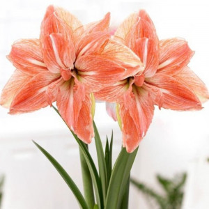 Amarilis 'Lady Jane' (meilenis) 2026 ruduo