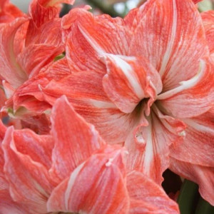 Amarilis 'Lady Jane' (meilenis) 2026 ruduo