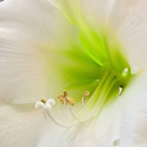 Amarilis (meilenis) 'Mont Blanc' 2026 ruduo