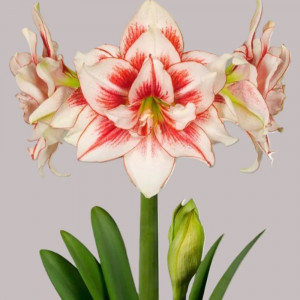 Amarilis (meilenis) 'Elvas' 2026 ruduo