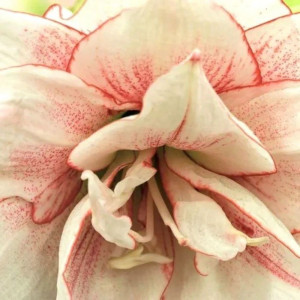 Amarilis (meilenis) 'Elvas' 2026 ruduo