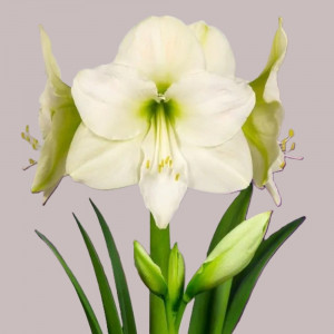 Amarilis (meilenis) 'Mont Blanc' 2026 ruduo