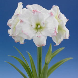 Amarilis 'Amadeus Candy' (meilenis) 2026 ruduo