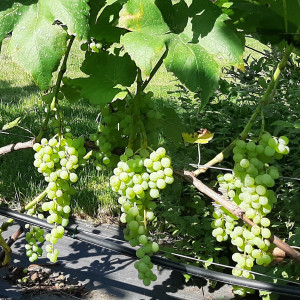 Vynuogė besėklė 'Niagara seedless'